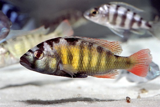(Haplochromis) Род ХАПЛОХРОМИСЫ, ХАПЛОХРОМЫ 218 видов